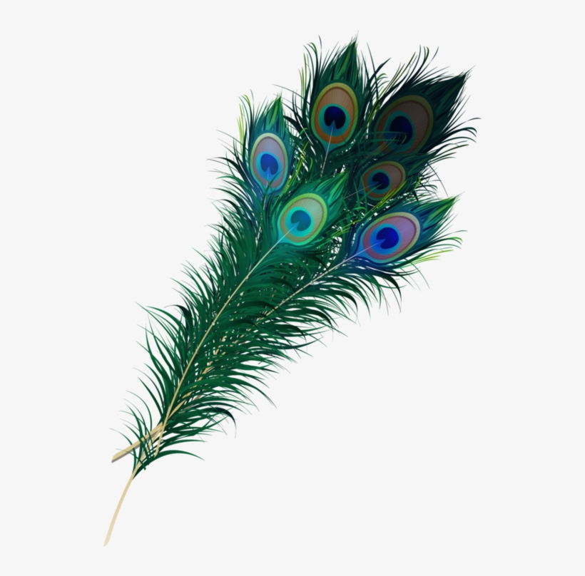 Real Peacock Feather Png, transparent png