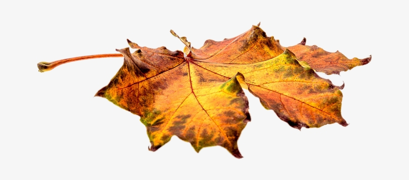 Autumn Leaves Transparent Png Images Free Download - Alma Garden Gartenlaubsack 120 Liter, transparent png