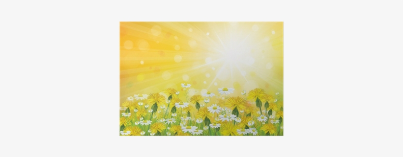 Vector Sunshine Background With Yellow Chamomiles And - Camomile, transparent png