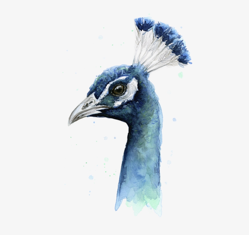 Vector Royalty Free Peacock Adult Pull Over Hoodie - Peacock Watercolor, transparent png