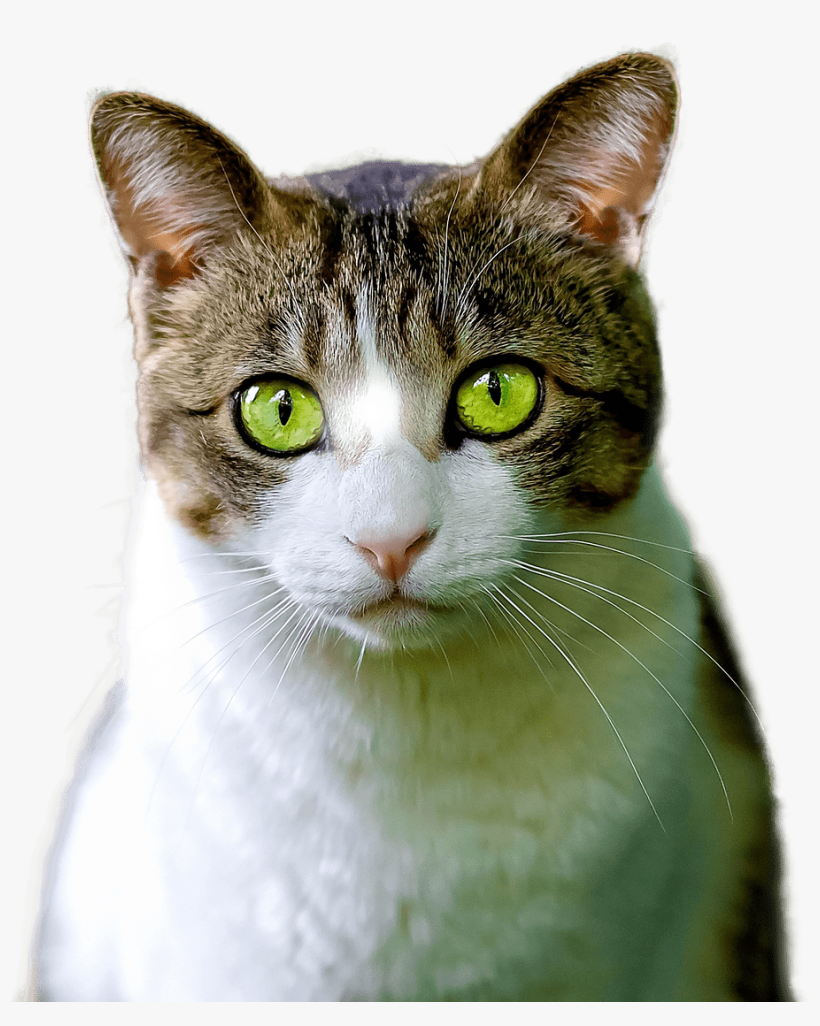 Cat Weekly Planner 2016: 16 Month Calendar, transparent png