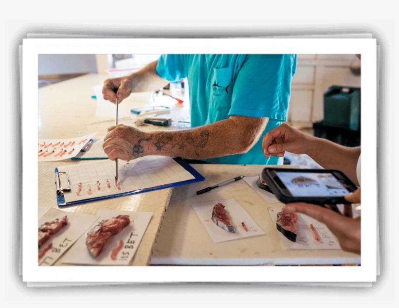 Checking Tuna Quality - Tuna, transparent png