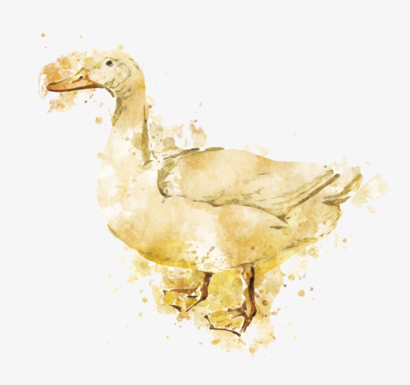 Duck Meat Products - Duck, transparent png