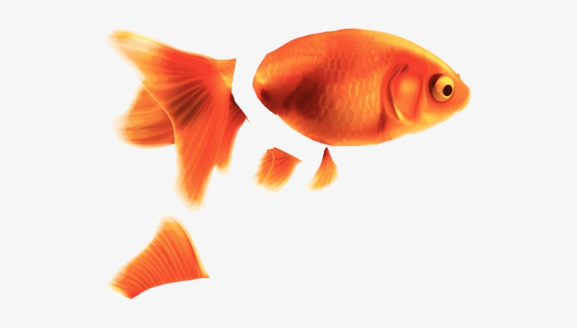 Goldfish Png, transparent png