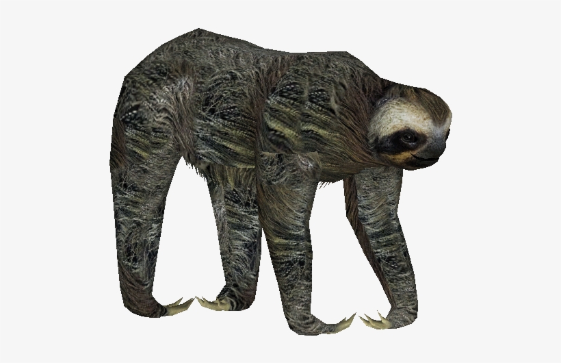 Pygmysloth - Zt2 Three Toed Sloth, transparent png