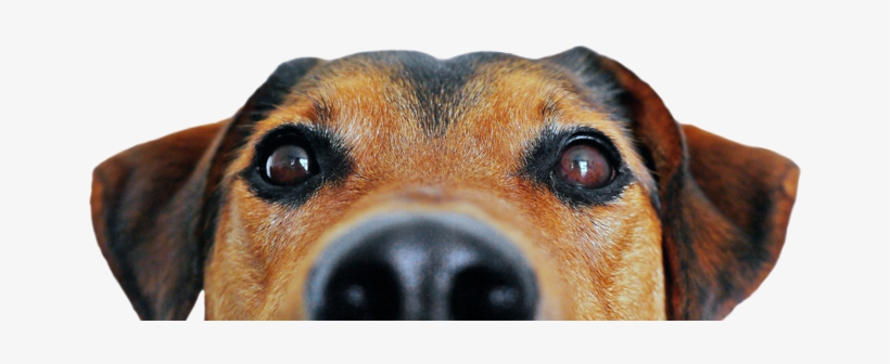 Have A Great Day Dog, transparent png