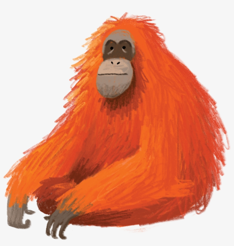 Orangutan - Tattly, transparent png