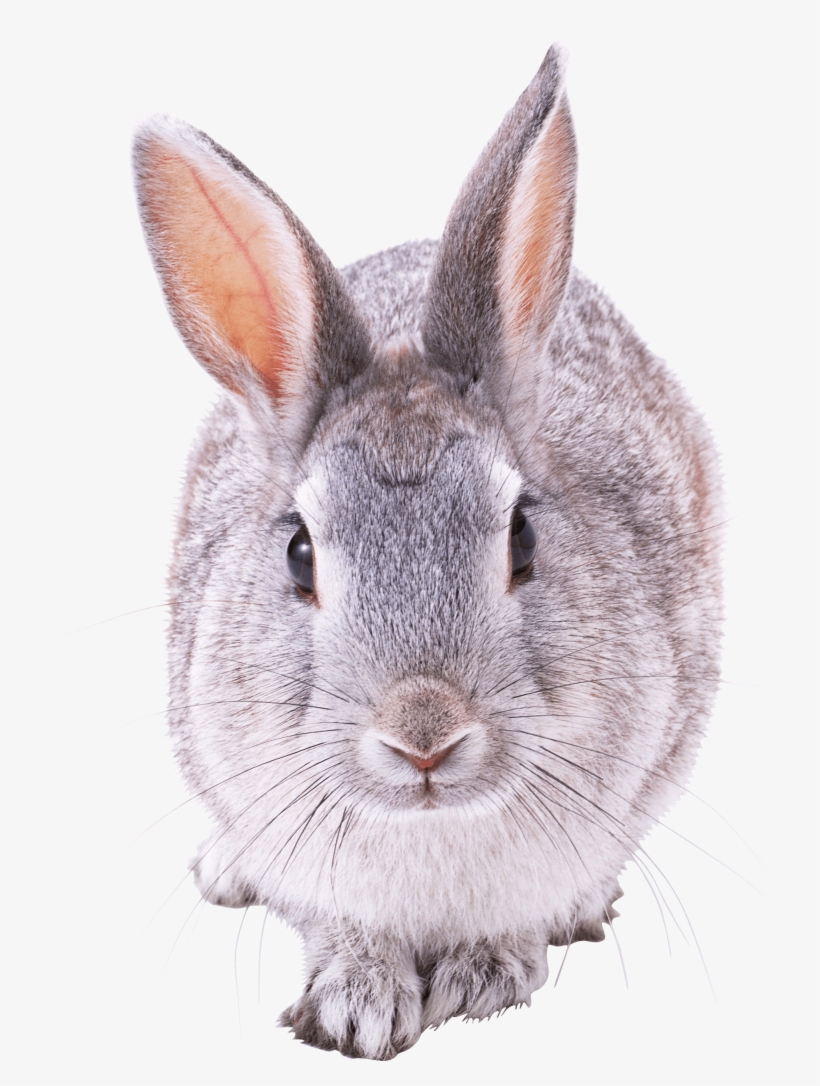 Animals - Front View Of A Rabbit, transparent png
