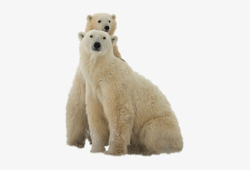 крутят спиной медведи о земную ось. трутся спиной медведи. трутся об ось медведи минус. трутся об ось медведи минус. крутят спиной медведи о земную ось.