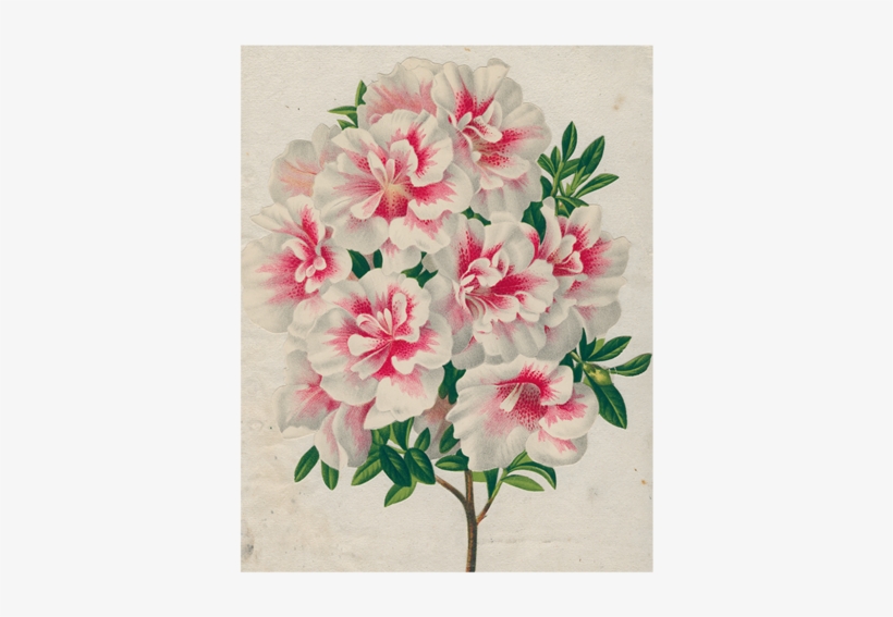 Azalea - Mountain Laurel, transparent png