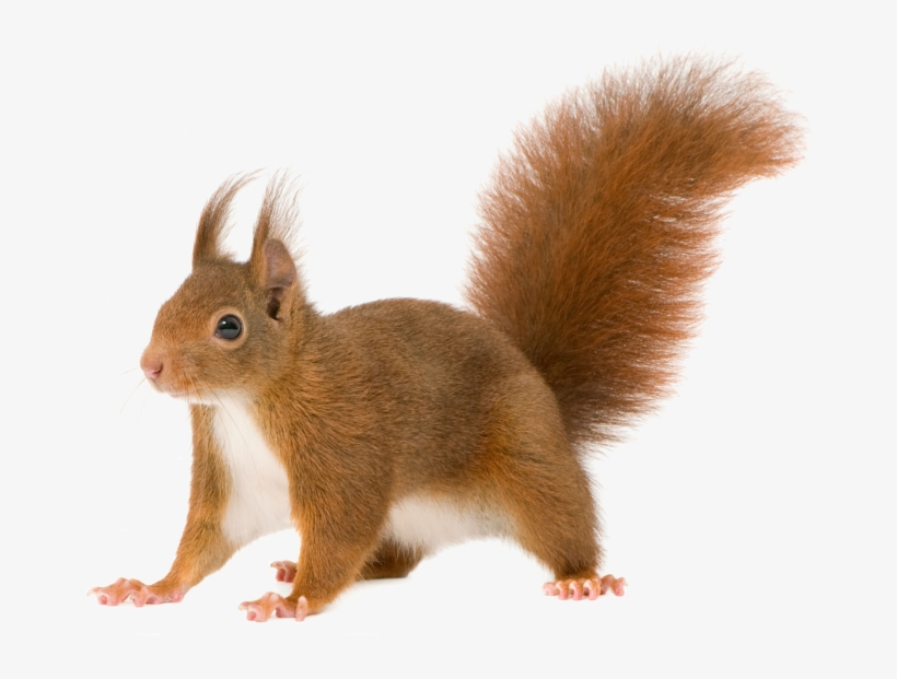 Share This Image - Squirrel On All Fours, transparent png