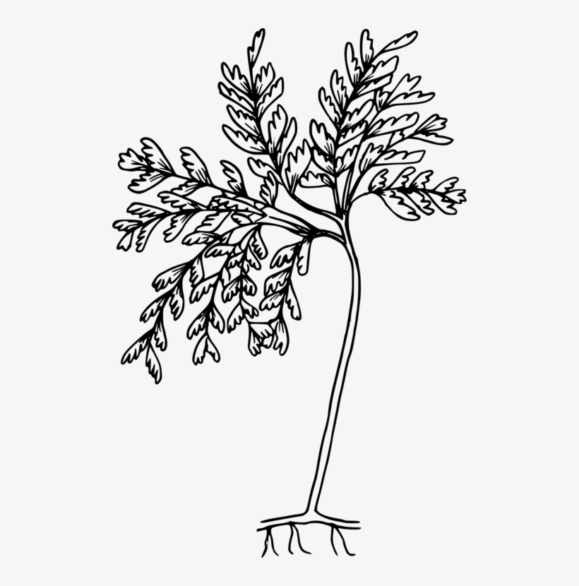 Drawing Black And White Fern Coloring Book Line Art - Coloring Pages, transparent png