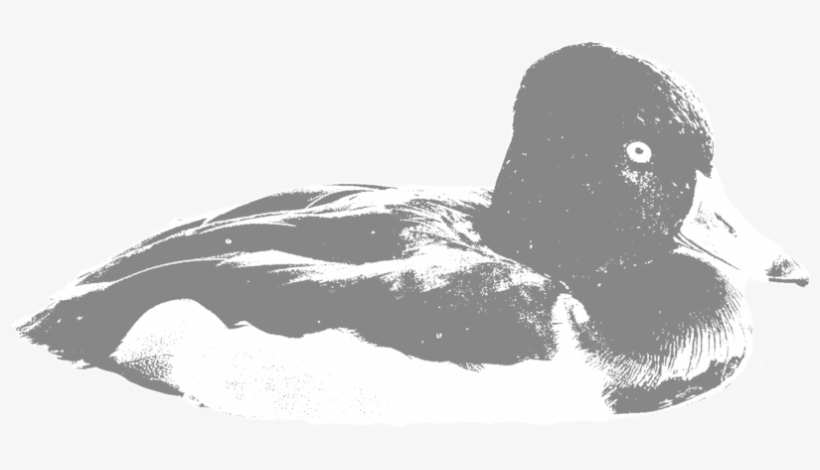 Ring Necked Duck - Portable Network Graphics, transparent png