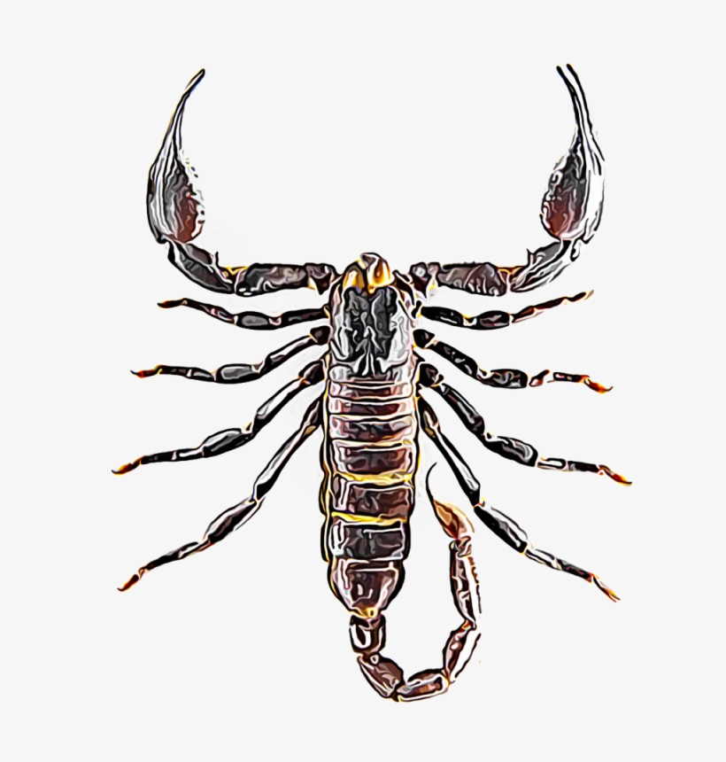 Scorpions - Royalty-free, transparent png