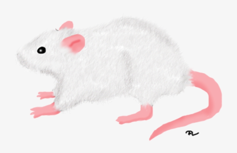 White Rat Png, transparent png