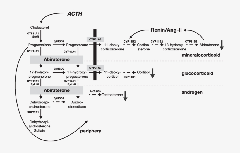 Steroidogenic Pathways And Disruption In 21ohd - Diagram, transparent png