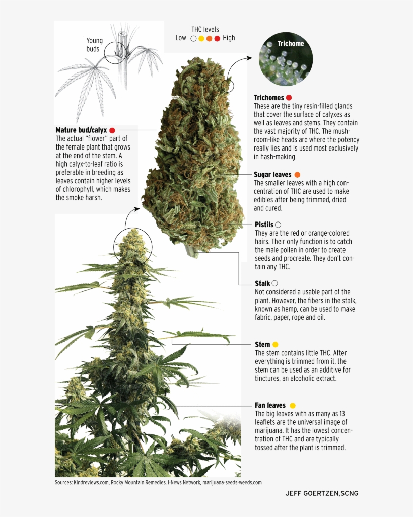 Can You Name The Parts Of The Cannabis Plant That Contain - Grow Great Weed: Personal & Medical Marijuana Indoor/outdoor, transparent png