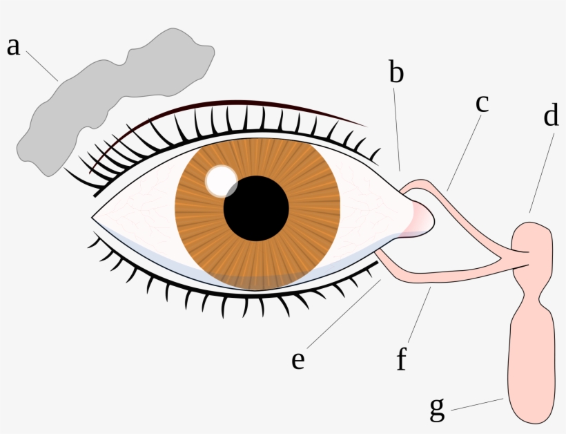 Eyes Crying Png Clip Art Black And White Library - Tear System, transparent png