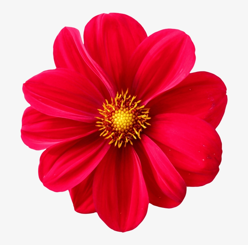 Dahlia Flower Png Transparent Image - Flower Png, transparent png