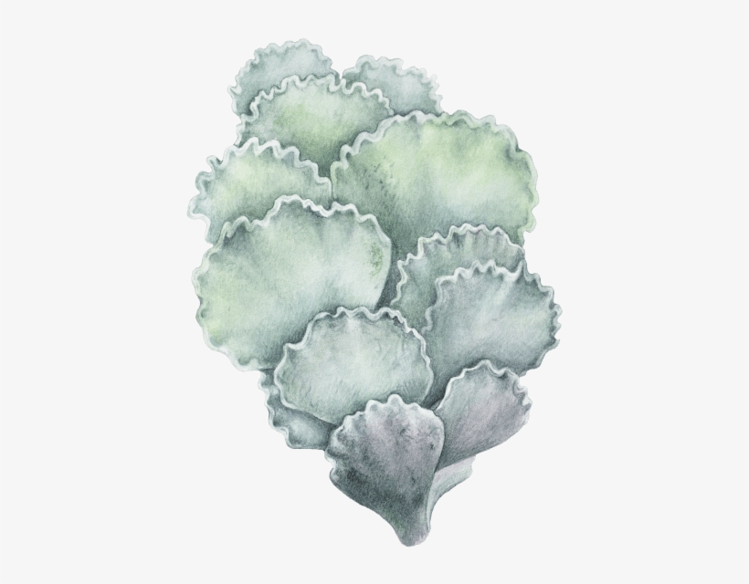 Cotyledon Undulata - Cauliflower, transparent png