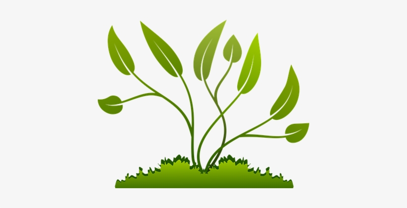Branch Grow Growing Leaf Nature Plants Tre - Growing Plants Png, transparent png