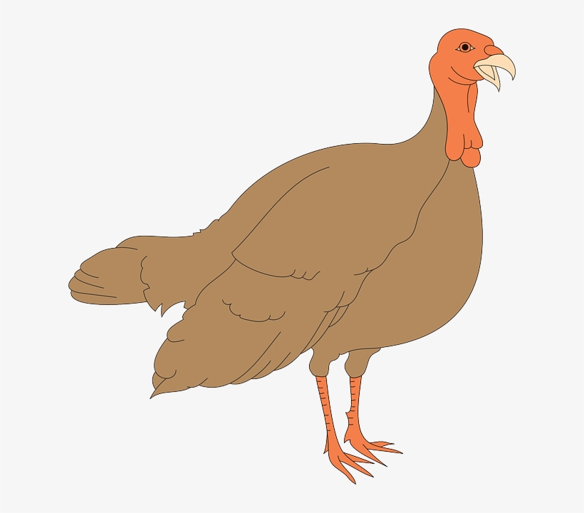 Feathers Thanksgiving, Turkey, Bird, Wings, Animal, Turkey Hen