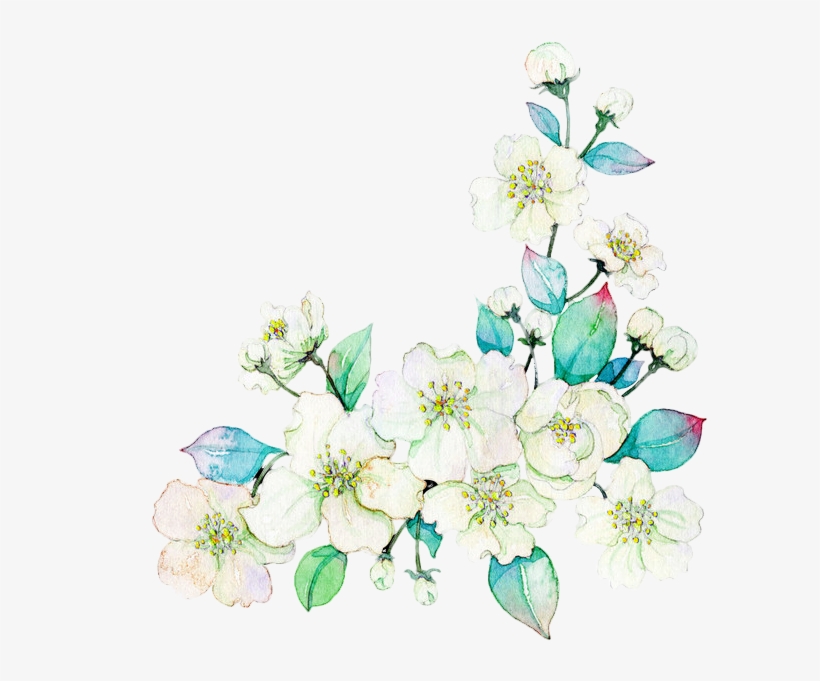 Gardenia Vector Watercolor - Flower, transparent png