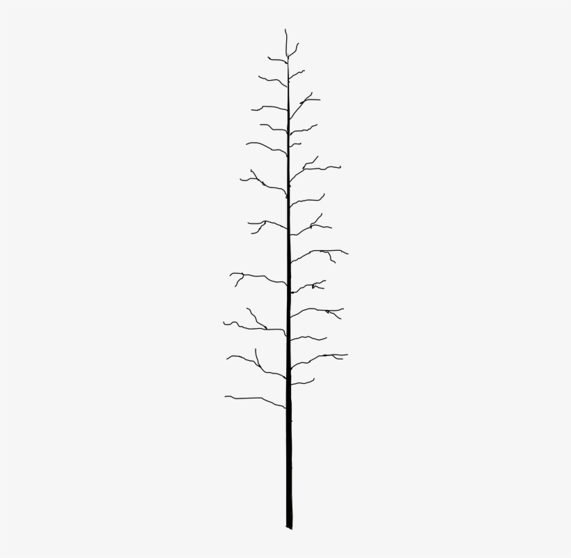 Tree, transparent png