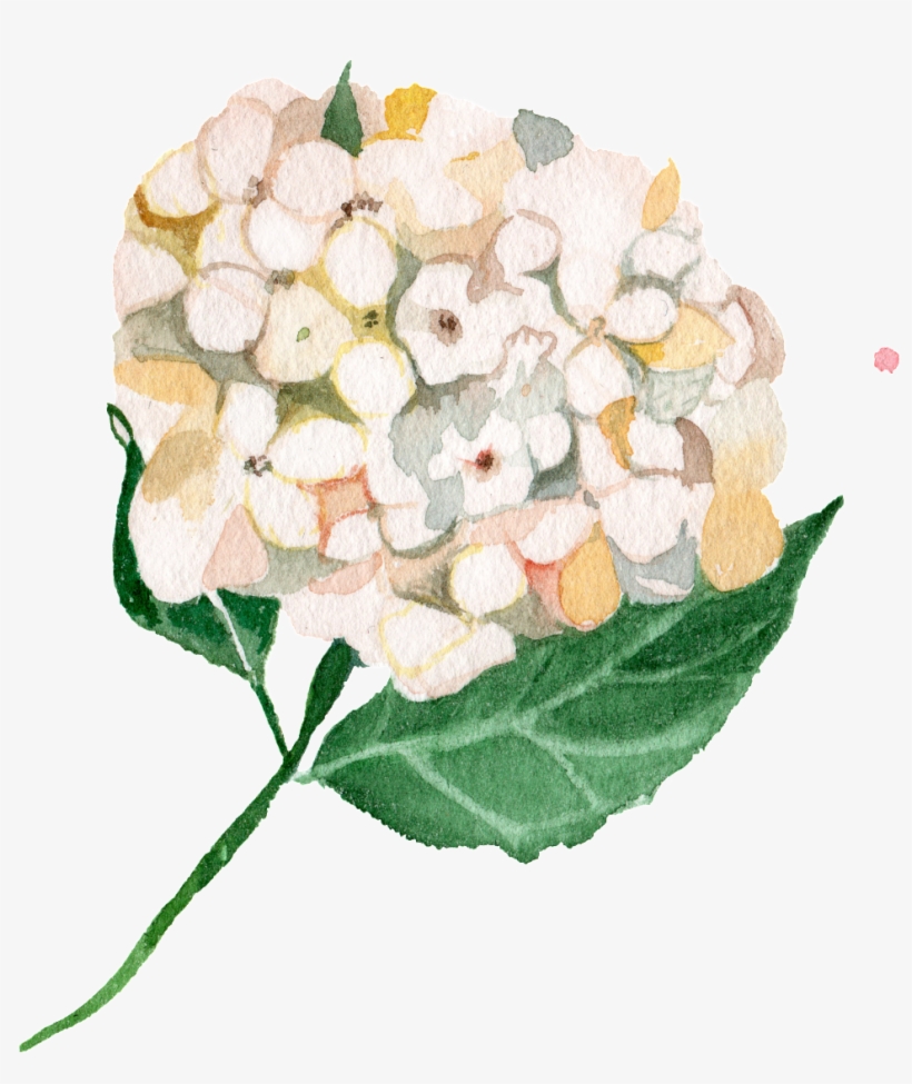 White Watercolor Hand Painted Hydrangetransparent Png - Watercolor Painting, transparent png