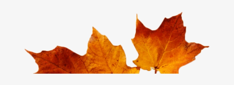 Cropped Cropped Leaves - Portable Network Graphics, transparent png