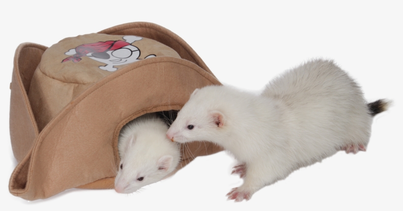 Pirate Hat - Marshall Pet Products Pirate Hat, transparent png