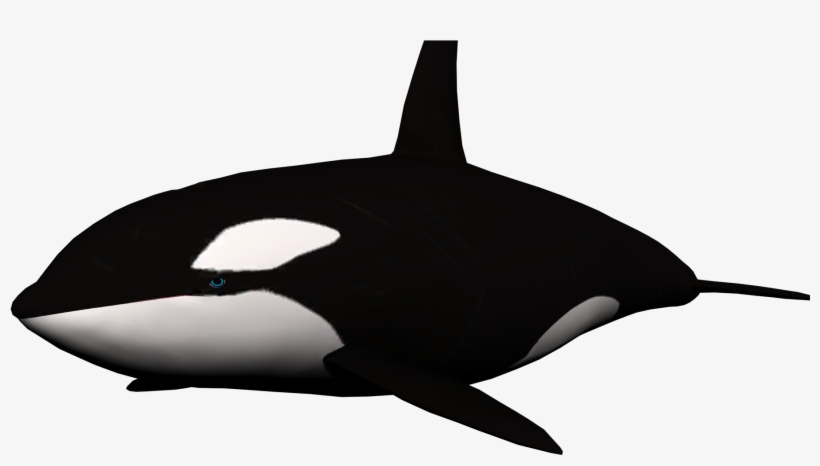 Download - Killer Whale Png Transparent, transparent png