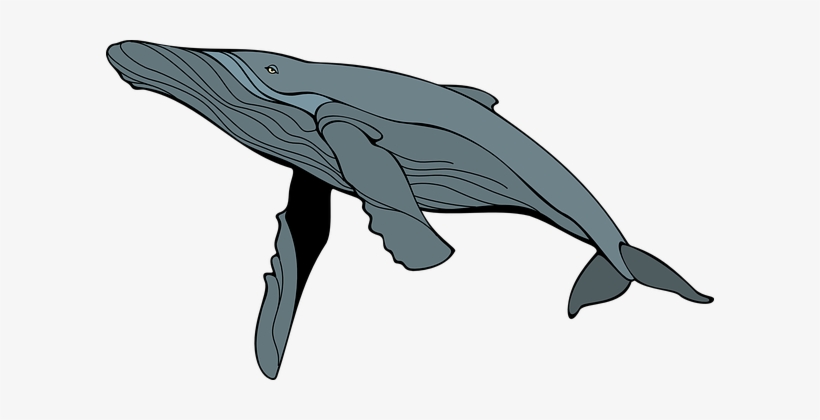 Whale Gray Mam Mammal Animal Sea Marine Wi - Humpback Whale Clipart, transparent png