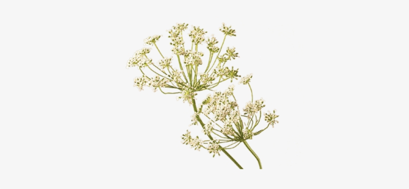 Queen Annes Lace - Queen Anne's Lace Png, transparent png