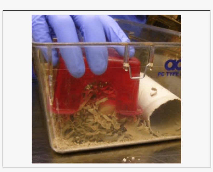 Installing Environmental Enrichment - Guinea Pig, transparent png