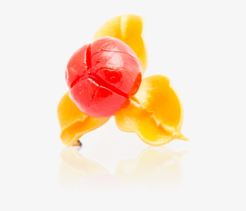 Celastrus Paniculatus - Gelatin Dessert, transparent png