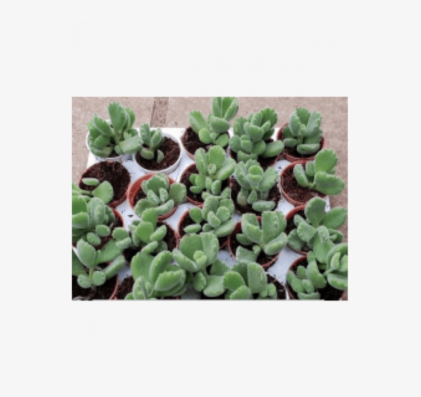 Bear Paw Live Succulent Plants With Plastic Pot - Succulent Plant, transparent png