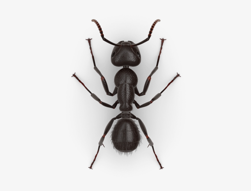 Odorous Ants Vs Carpenter Ants, transparent png