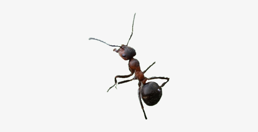 How Can Eastern Pine's Pest Control Service Help With - Carpenter Ant, transparent png
