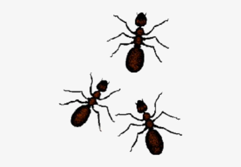 Ants Clipart Easy Arthropod Arthropod Arthropod Square Sticker 3" X 3