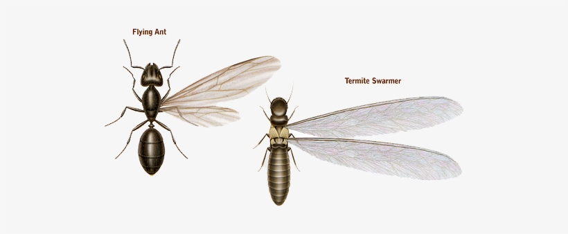 Ants Vs - Termites - Termites Vs Ants, transparent png