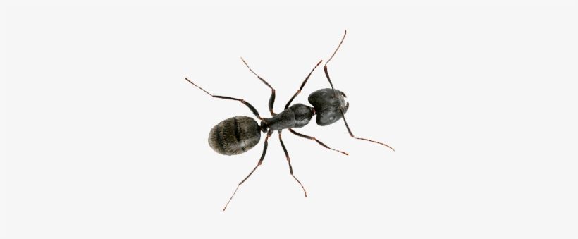 Do Carpenter Ants Bite, transparent png