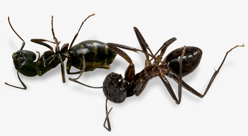 Hamilton Pest Is The Only - Transparent Pest, transparent png