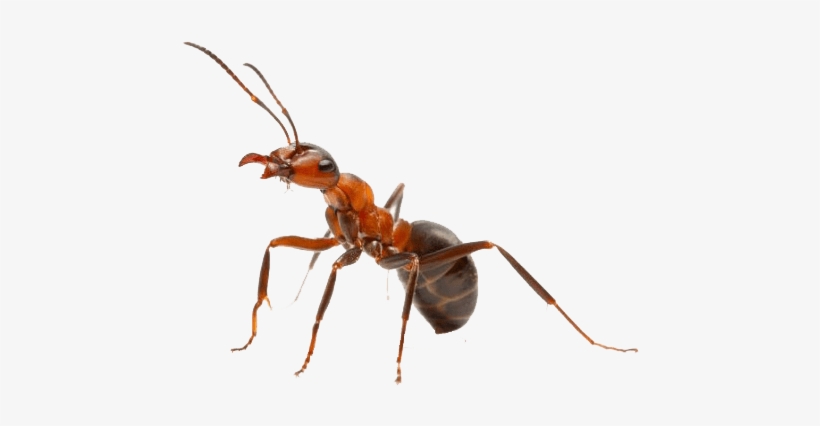 Ant Cutout 2 - Queen Ant With Crown, transparent png