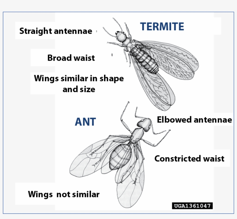 Difference Between Winged Carpenter Ants And Winged - Termite Princess, transparent png