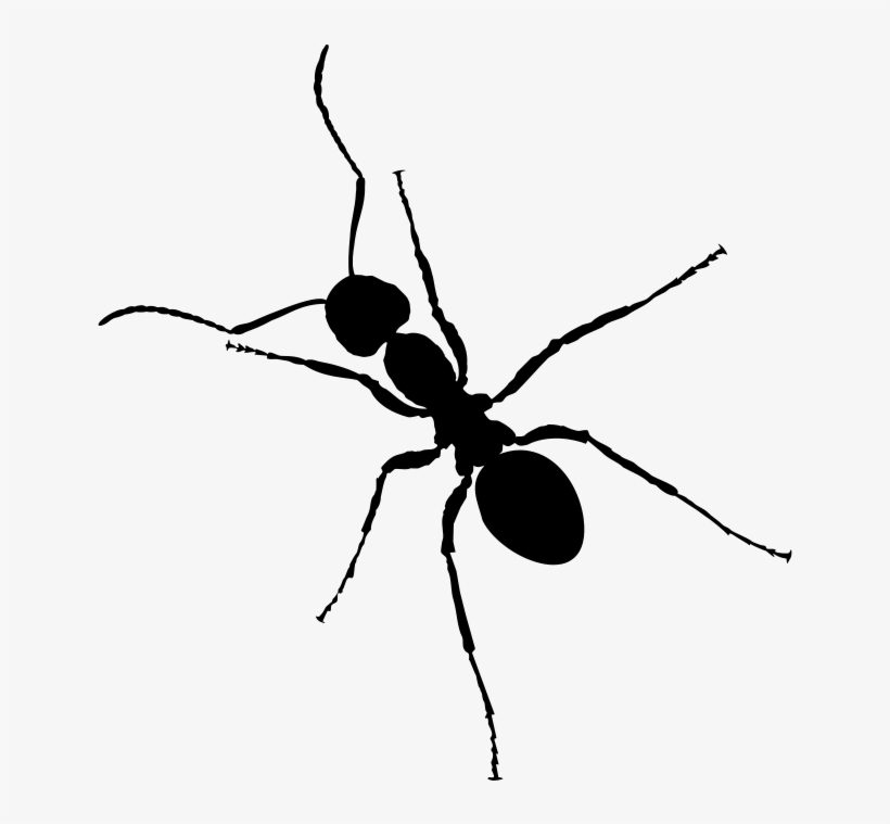 Free Ant - Black Ant Png, transparent png