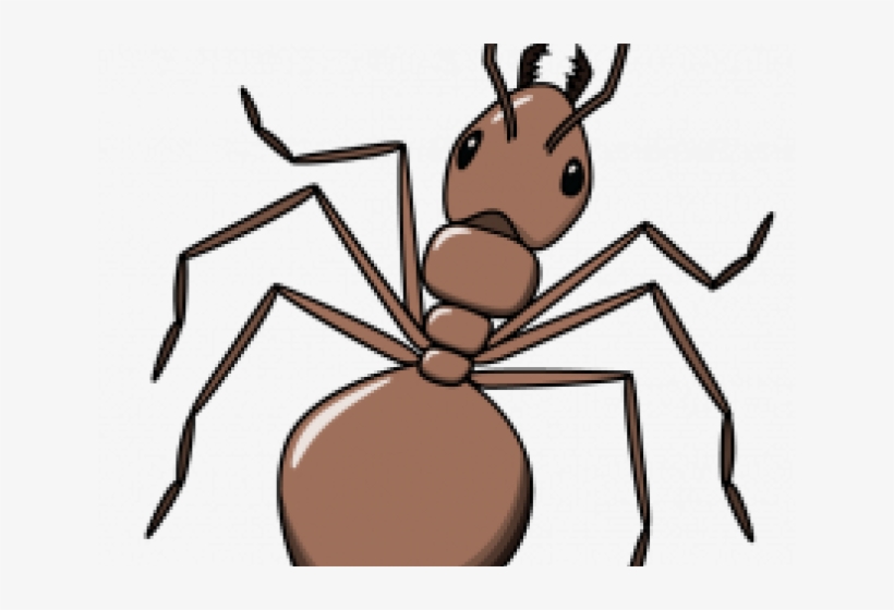 Drawn Ant Simple - Ant Drawings, transparent png