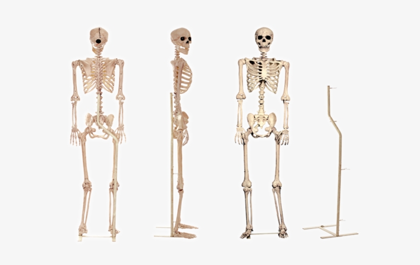 Prop Skeletons - Crazy Bonez Pose-n-stay Skeleton Stand, transparent png