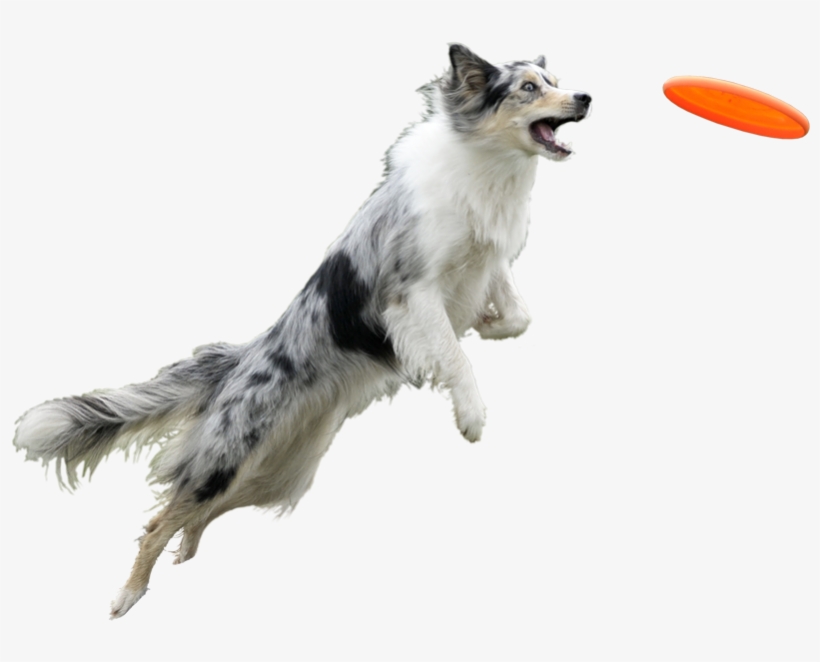 Banner Black And White Chien Et Entourage Pinterest - Dog With Frisbee Transparent Background, transparent png