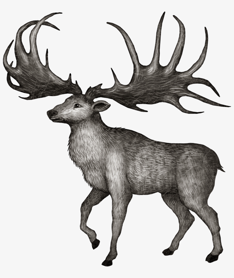 Deer, transparent png